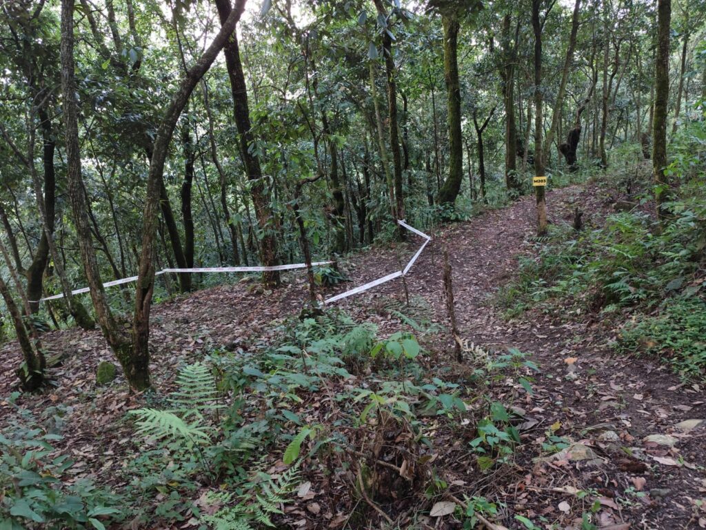 SS2 - Predators path