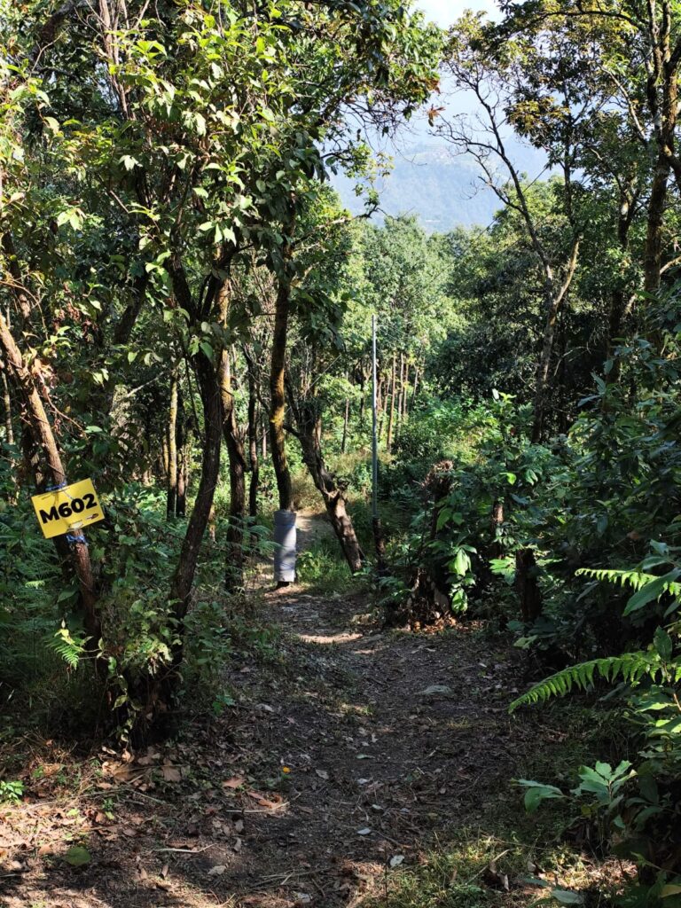 SS2 - Predators path