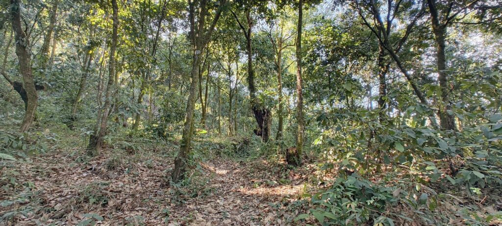 SS5- Khelmaidan Trail